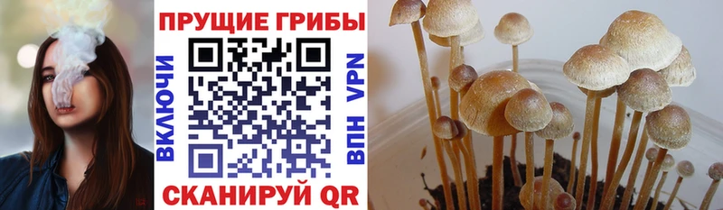 Галлюциногенные грибы Cubensis  Нефтекамск 